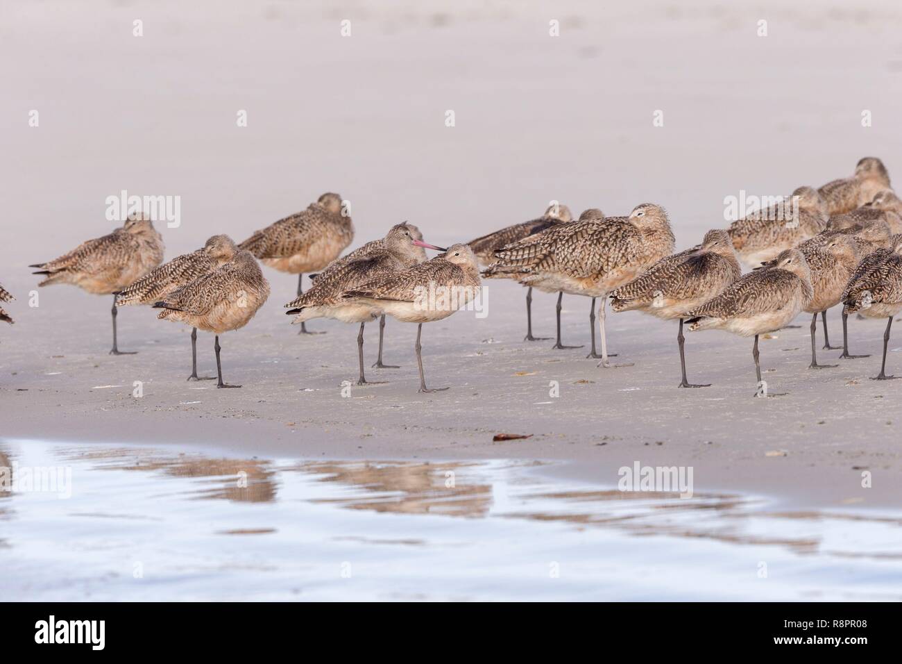 Mexiko, Baja California Sur, Puerto San Carlos, Magdalena Bay (Madelaine Bay), Willet (Tringa semipalmata), früher in die monotypische Gattung als Catoptrophorus Catoptrophorus semipalmatus Stockfoto