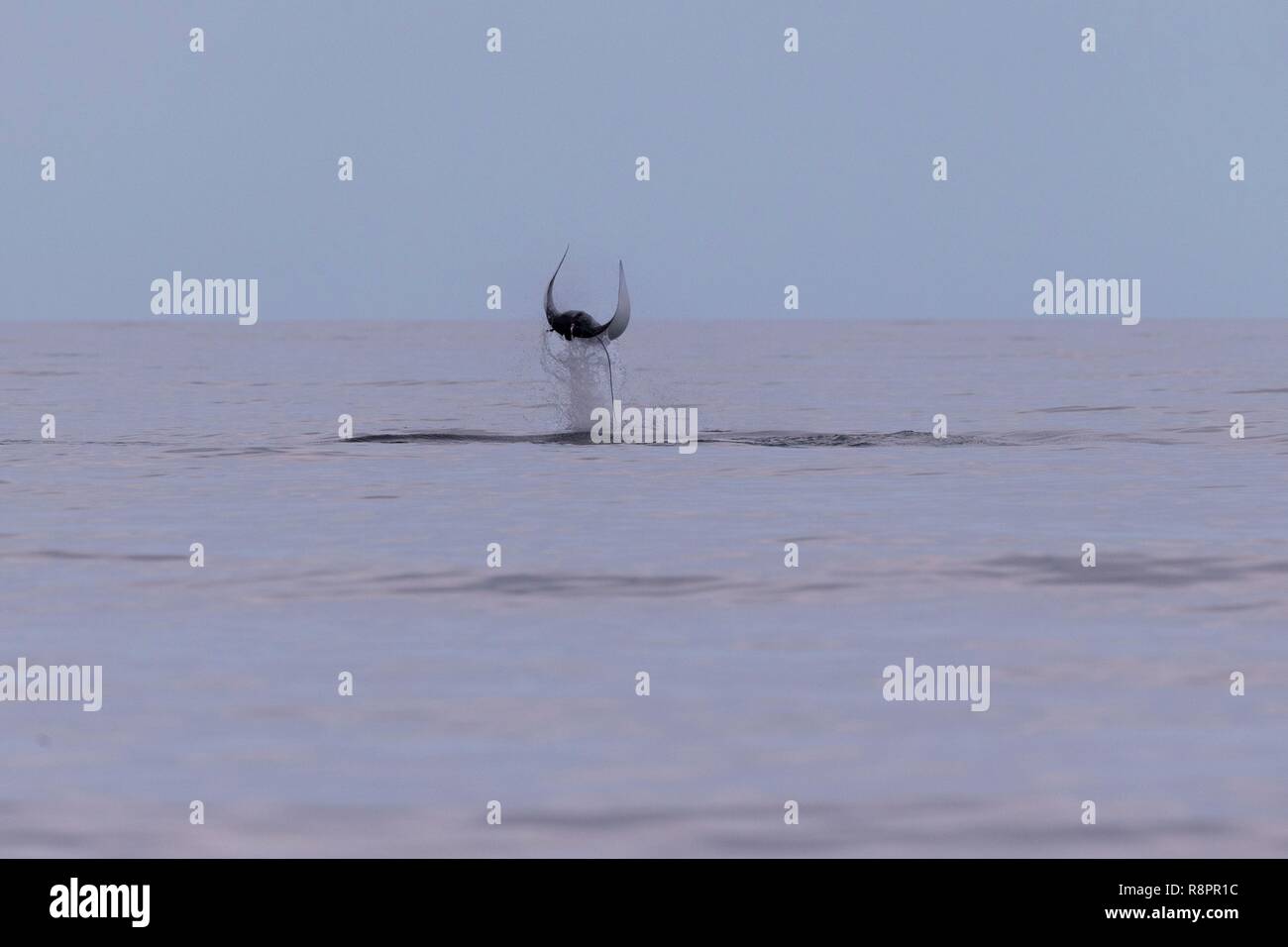 Mexiko, Baja California Sur, Golf von Kalifornien (auch bekannt als die See von Cortez oder das Meer von Cortés, Loreto Loreto Bay National Marine Park, riesigen ozeanischen Mantarochen (Manta birostris) Stockfoto