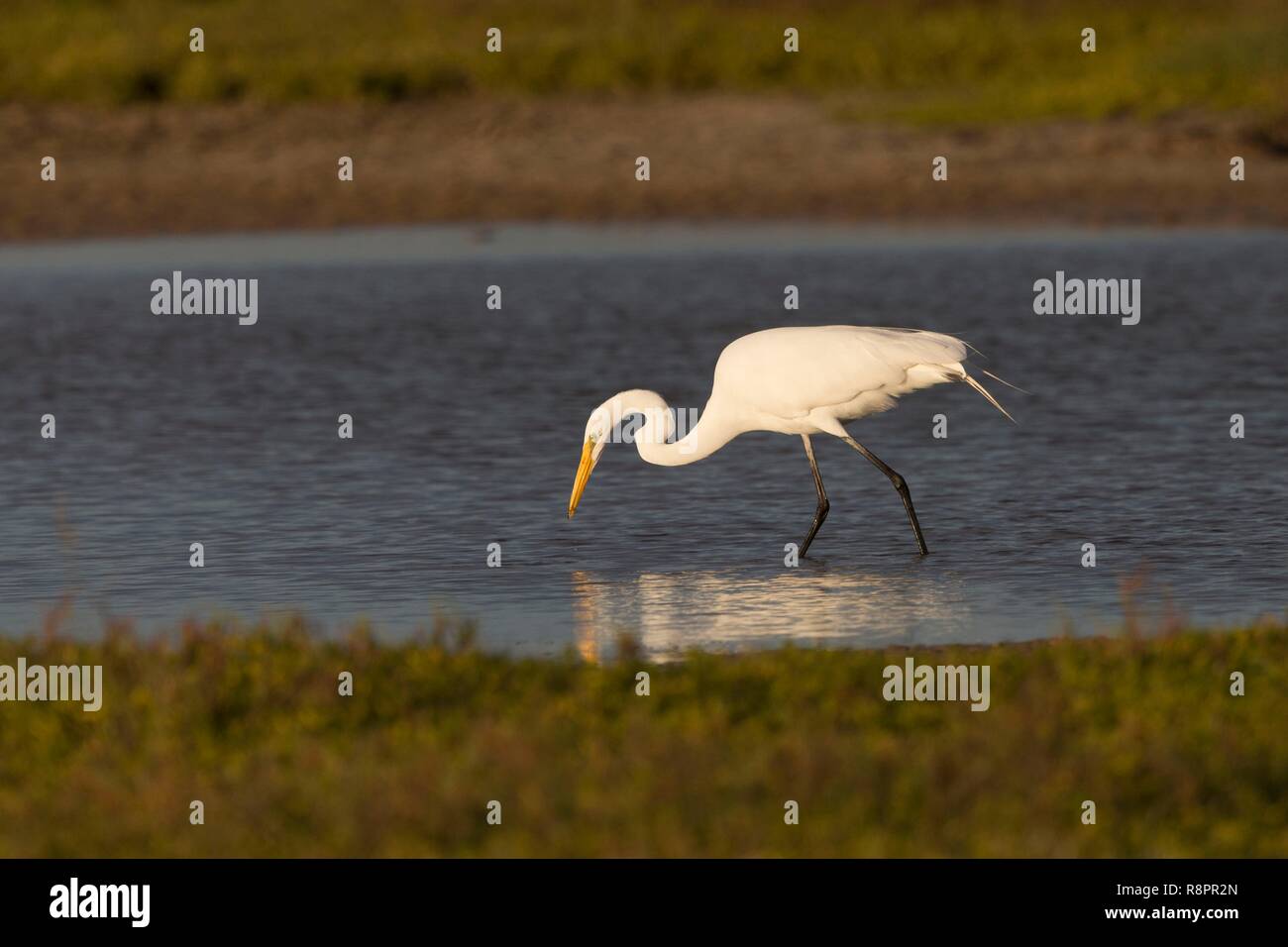 Mexiko, Baja California Sur, Golf von Kalifornien (auch bekannt als die See von Cortez oder das Meer von Cortés, Loreto Loreto Bay National Marine Park, Silberreiher (Ardea alba) Stockfoto