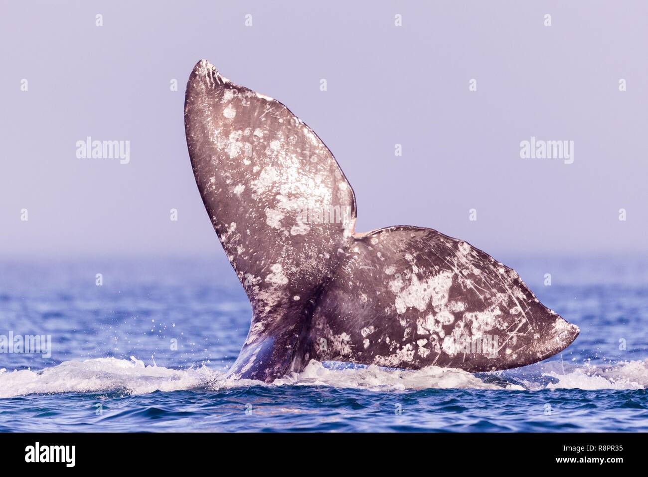Mexiko, Baja California Sur, Puerto San Carlos, Magdalena Bay (Madelaine Bay), Grauwale (Eschrichtius robustus), Schwanz mit Marken, die Kennzeichen der einzelnen Wal Stockfoto