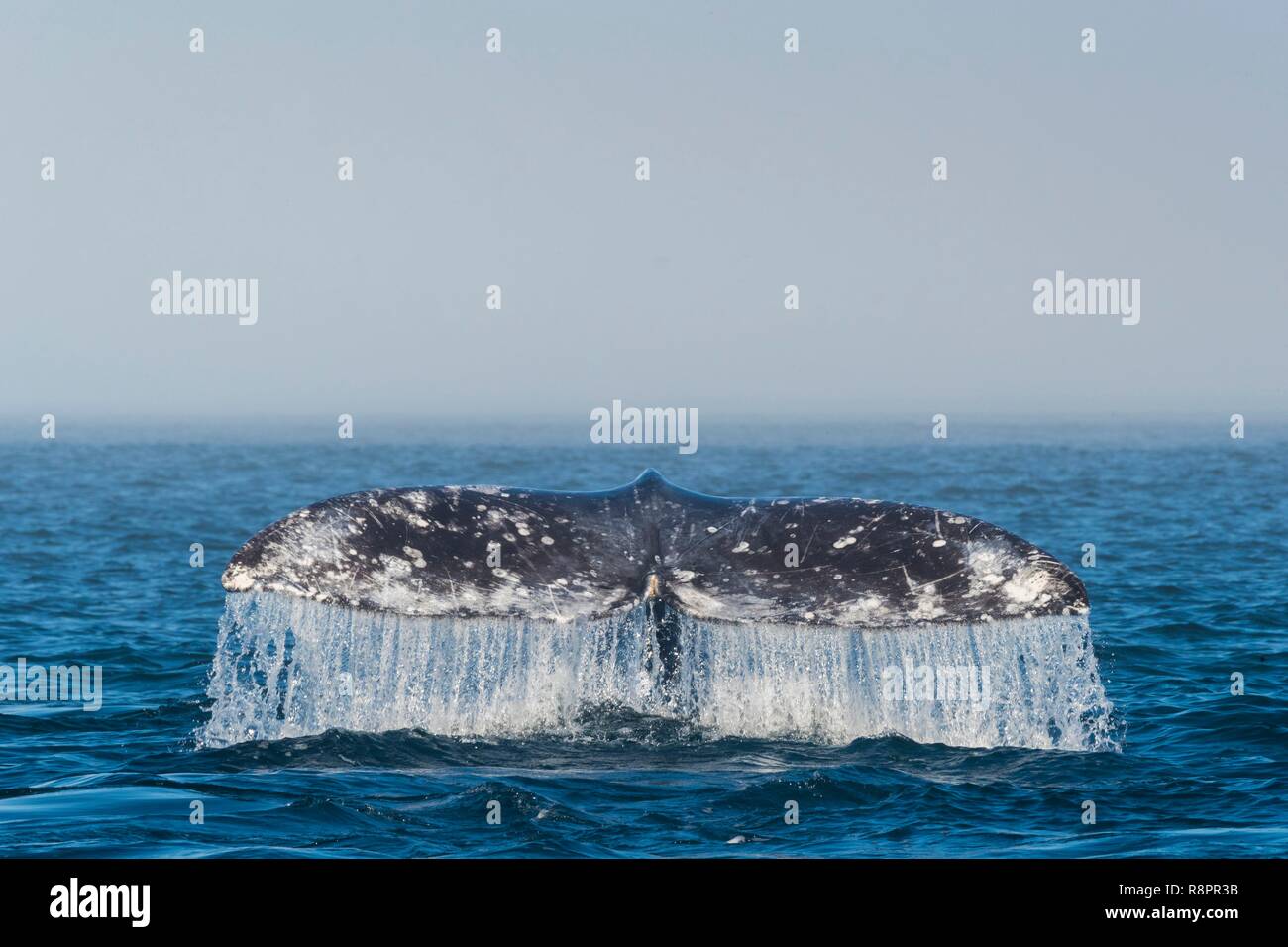 Mexiko, Baja California Sur, Puerto San Carlos, Magdalena Bay (Madelaine Bay), Grauwale (Eschrichtius robustus), Schwanz mit Marken, die Kennzeichen der einzelnen Wal Stockfoto