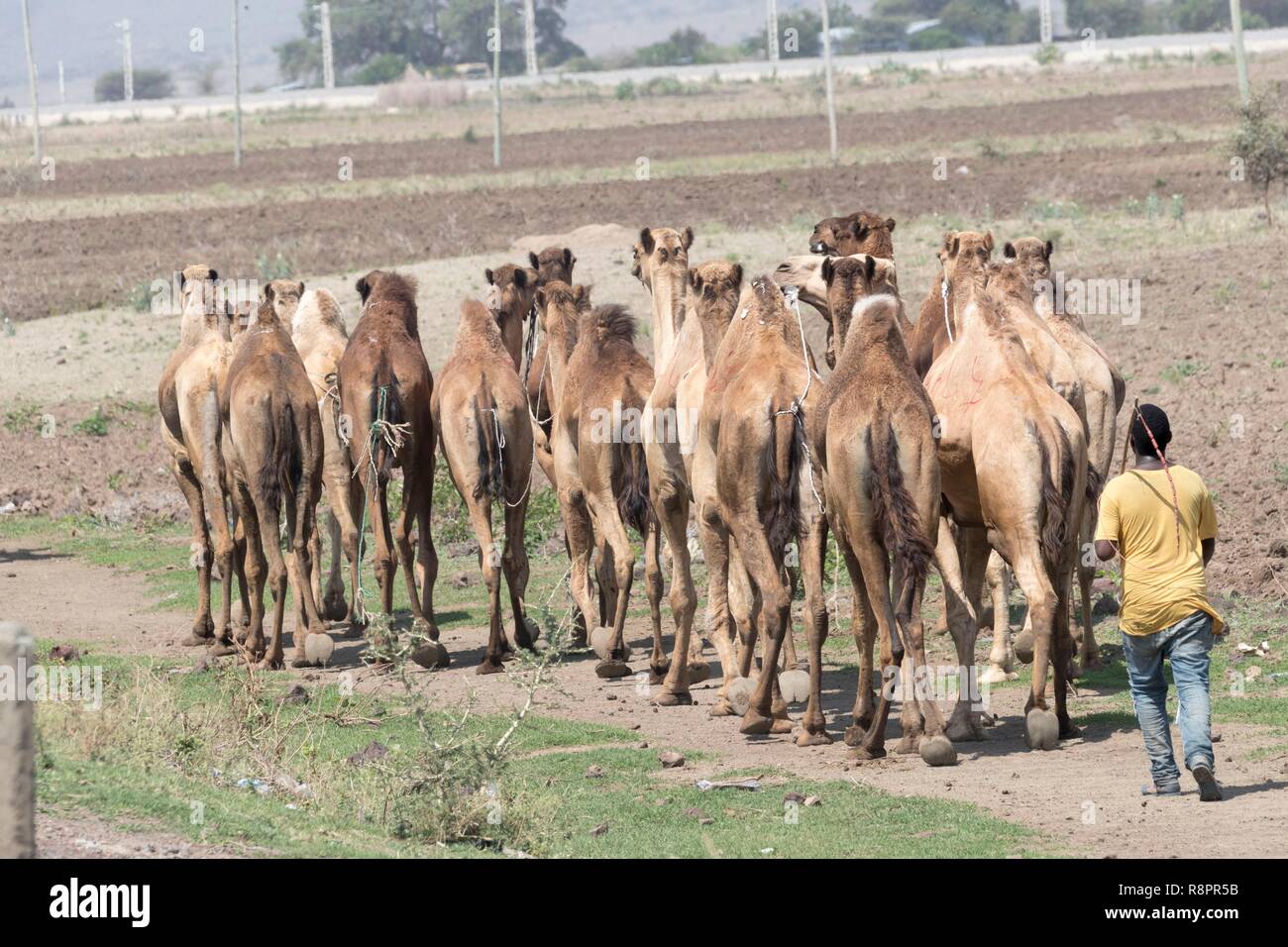Äthiopien, Rift Valley, Ziway, Konvoi der Kamele auf den Markt Stockfoto