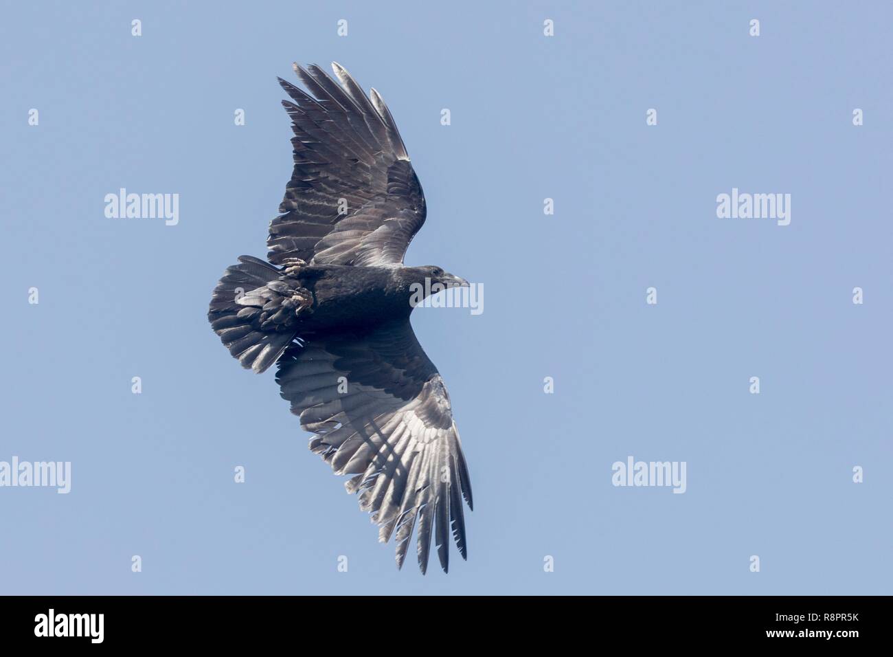 Äthiopien, Rift Valley, Debre Libanos, Ventilator-tailed Rabe (Corvus rhipidurus), im Flug Stockfoto