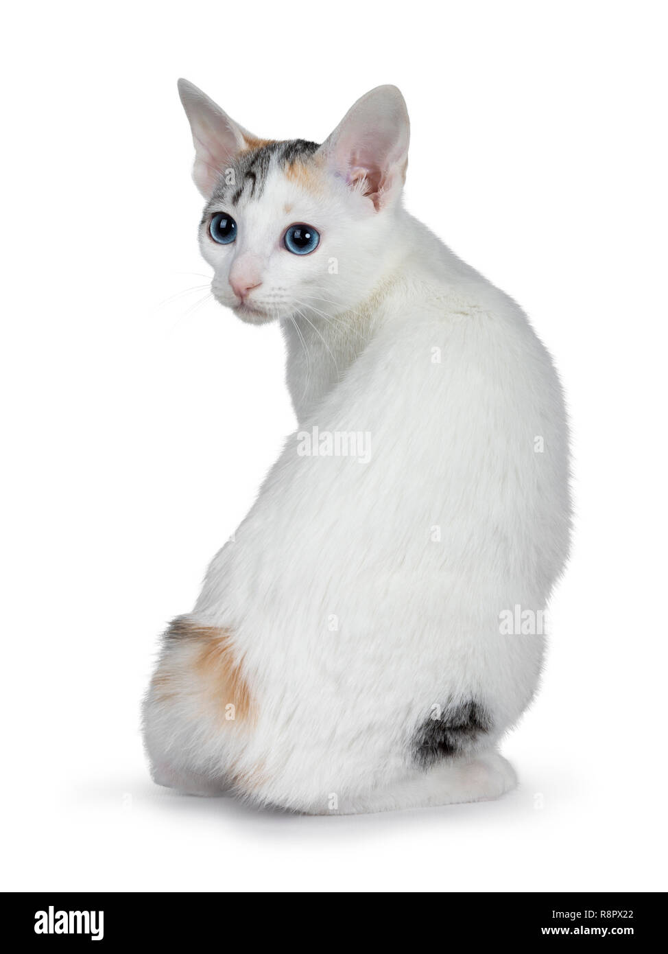 Cute silver gemusterten Kurzhaar Japanese Bobtail cat Kitten nach hinten sitzen, über die Schulter am Objektiv mit blauen Augen. Auf weiß Isoliert backgro Stockfoto