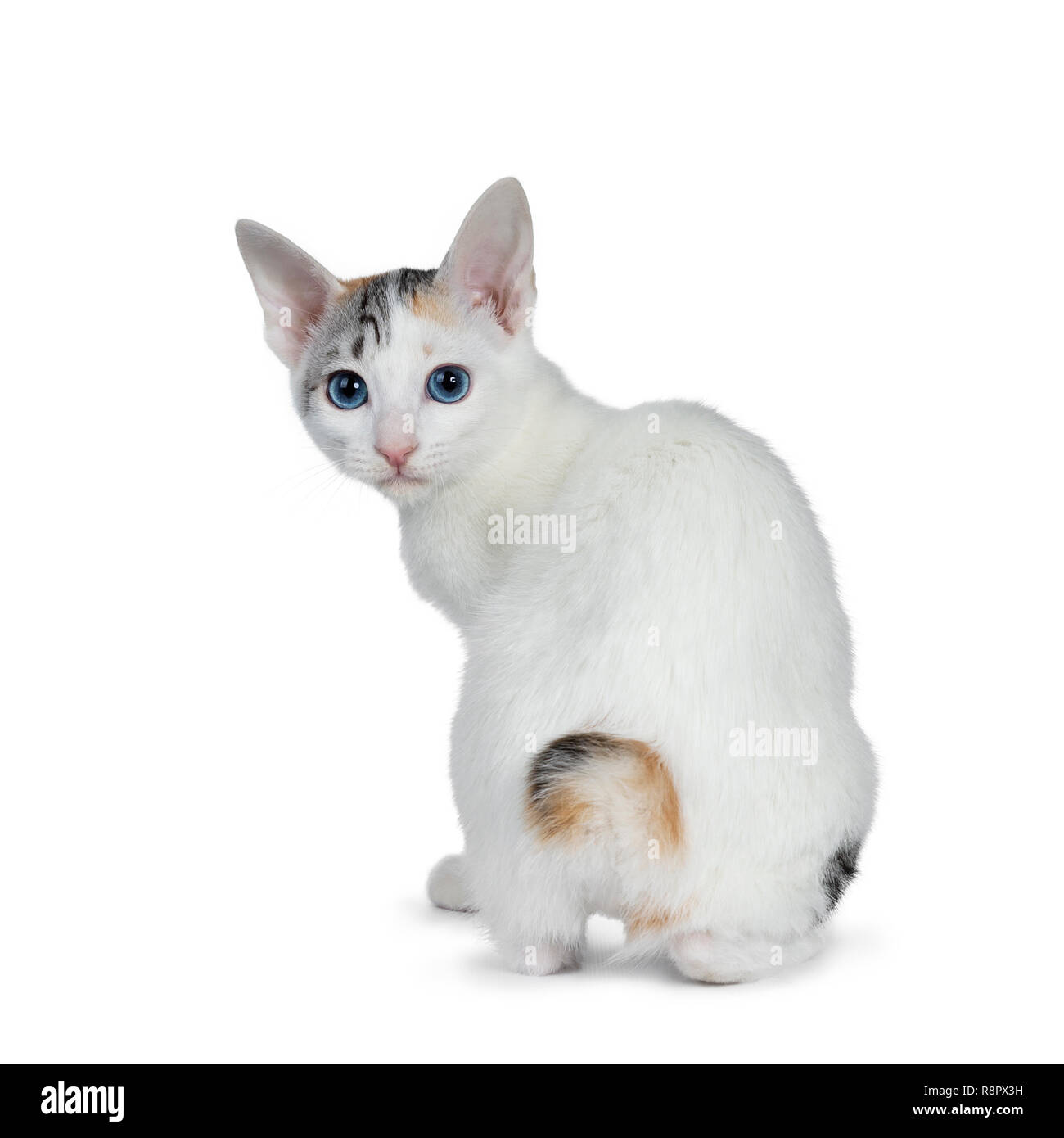 Cute silver gemusterten Kurzhaar Japanese Bobtail cat Kitten nach hinten sitzen, über die Schulter am Objektiv mit blauen Augen. Auf weiß Isoliert backgro Stockfoto