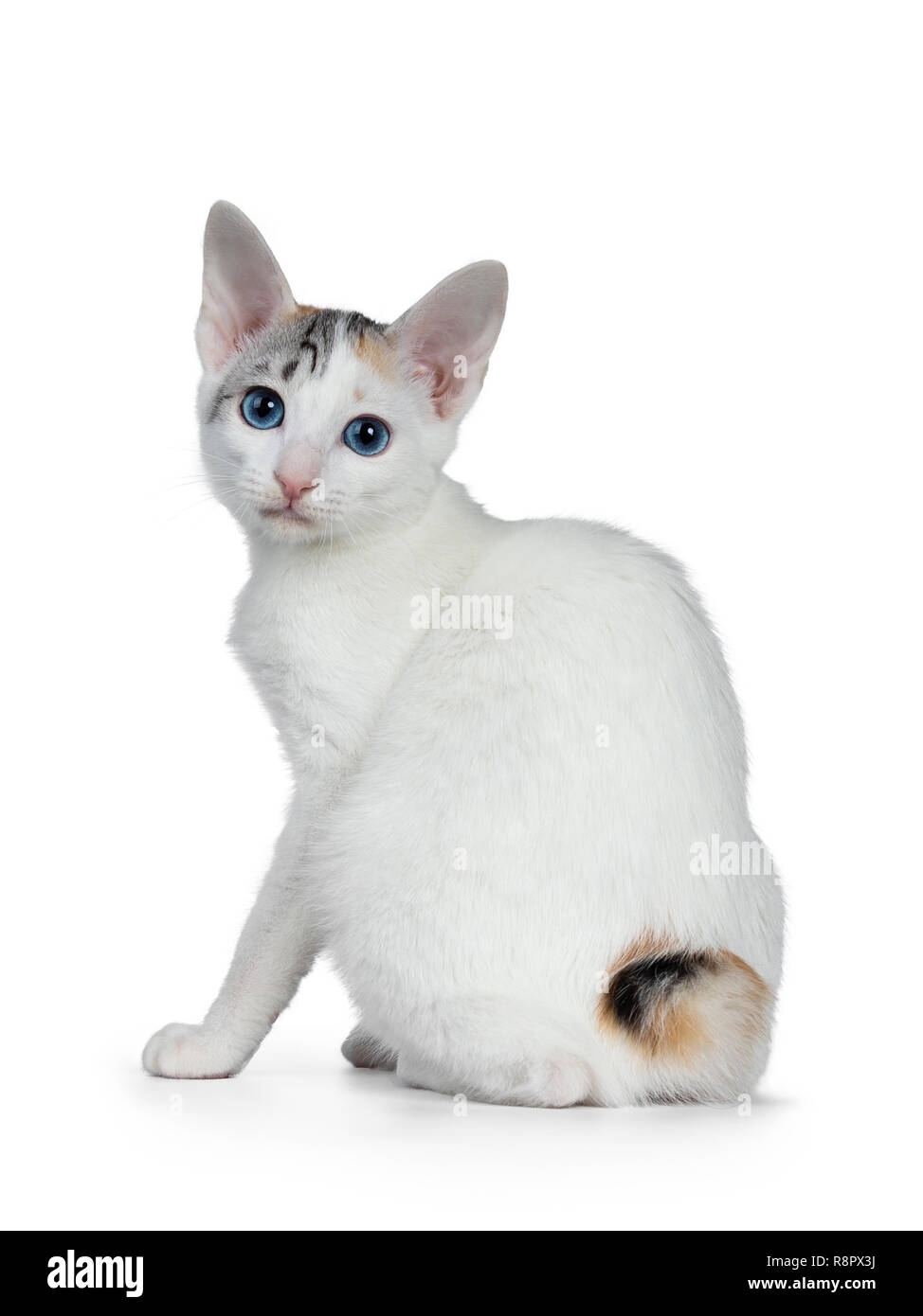 Cute silver gemusterten Kurzhaar Japanese Bobtail cat Kitten nach hinten sitzen die Hälfte, über die Schulter am Objektiv mit blauen Augen. Auf weiß ba Isoliert Stockfoto