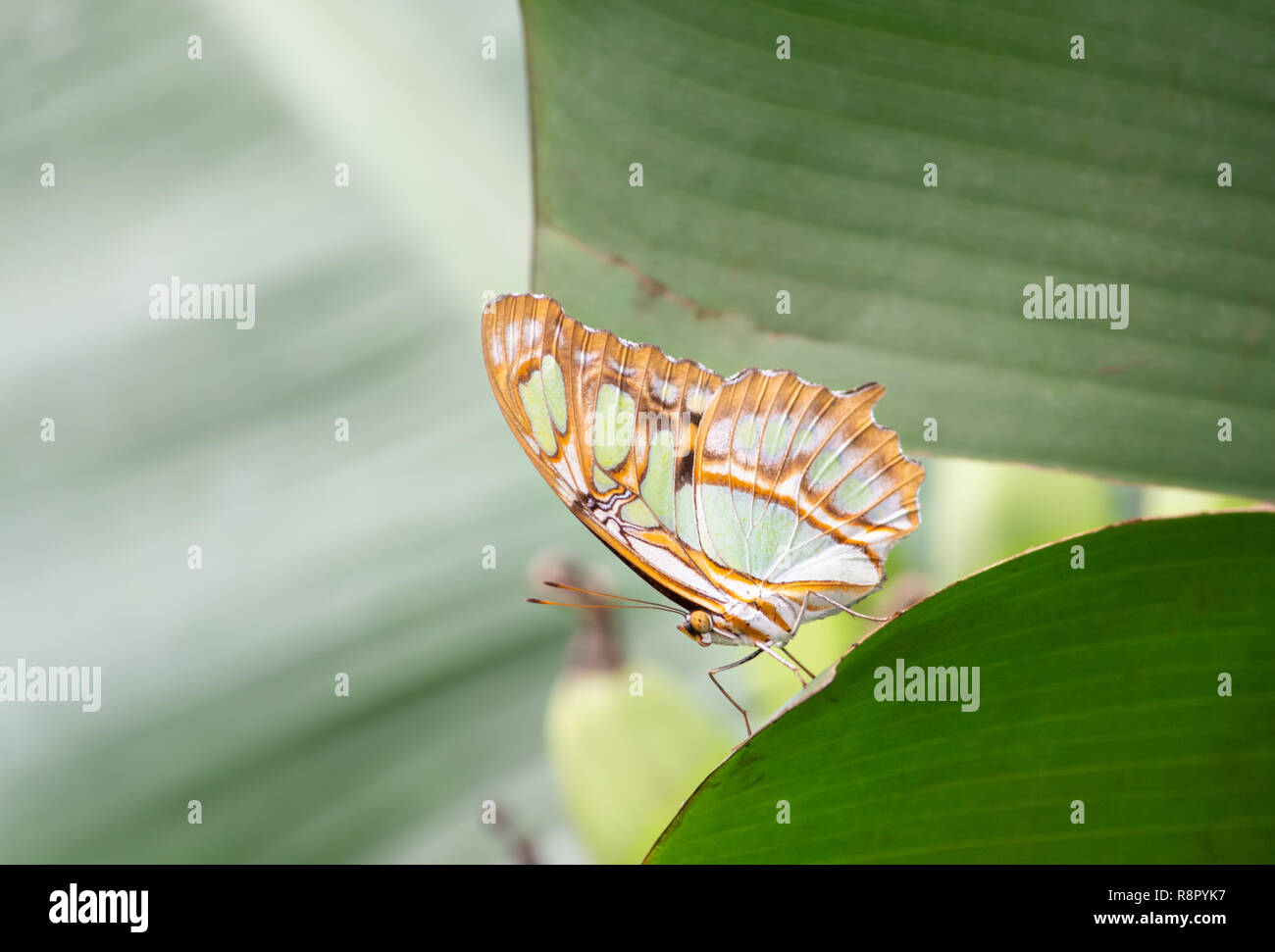 Nahaufnahme von einem bunten Schmetterling mit atemberaubenden Farben auf eine Schräge grünes Blatt im Vordergrund und eine außerhalb des Fokus grüner Hintergrund Stockfoto