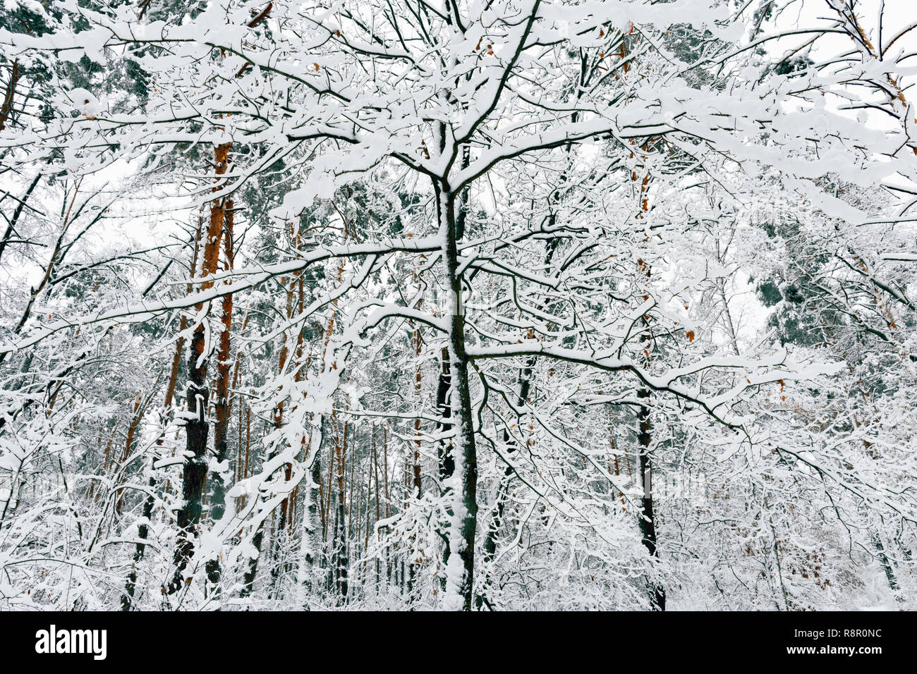 Schöne Winterlandschaft. Schönen verschneiten Wald. Verschneite Bäume im Wald Stockfoto