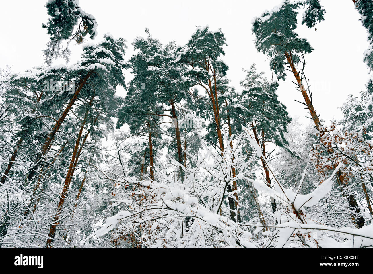 Schöne Winterlandschaft. Schönen verschneiten Wald. Verschneite Bäume im Wald Stockfoto
