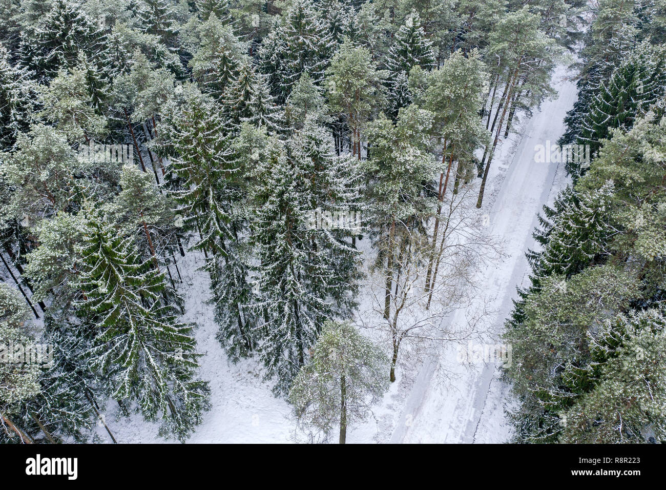 Verschneite Tanne Wald mit Straße durch. Luftaufnahme von hohen schneebedeckten Bäumen bedeckt Stockfoto
