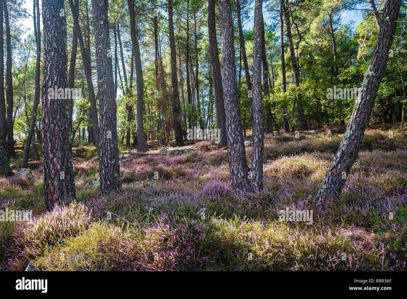 Frankreich, Ardèche, Monts d'Ardèche Regionaler Naturpark, Wald und Heide Bett um Saint Julien du Serre Stockfoto