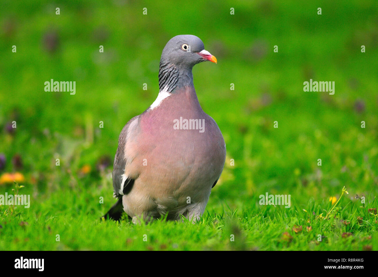 woodpigeon Stockfoto