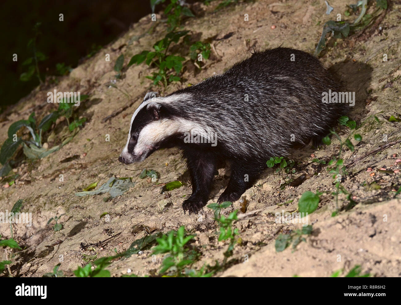 Dachs meles meles Dorset Großbritannien Stockfoto