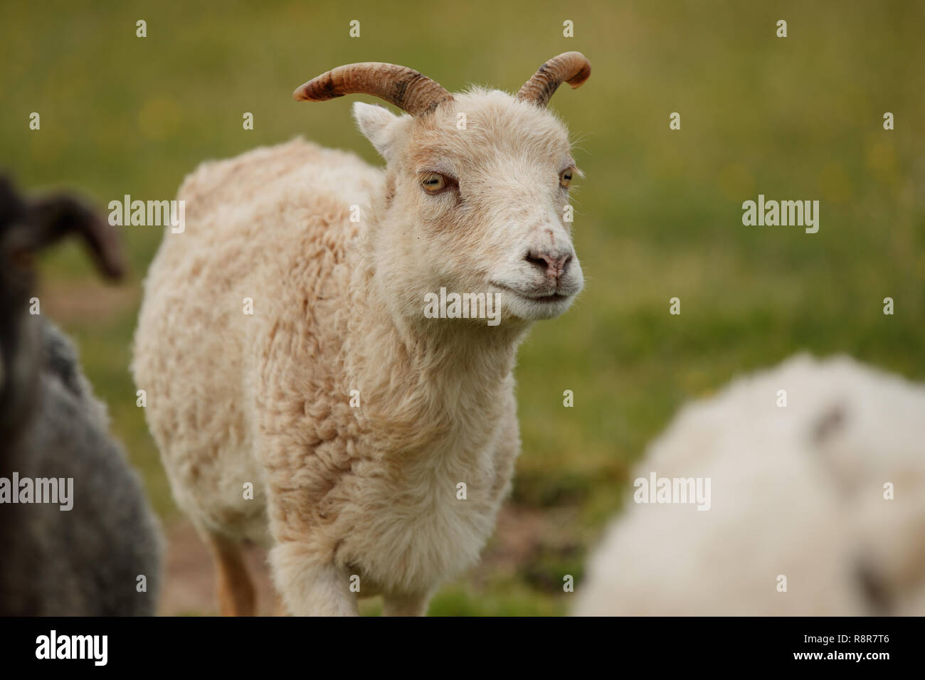 Die North Ronaldsay oder Orkney Schafe ist eine Rasse von North Ronaldsay, der nördlichsten Insel der Orkney, an der Nordküste von Schottland. Stockfoto