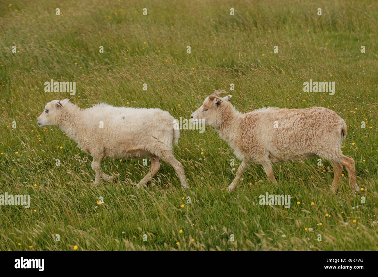 Die North Ronaldsay oder Orkney Schafe ist eine Rasse von North Ronaldsay, der nördlichsten Insel der Orkney, an der Nordküste von Schottland. Stockfoto