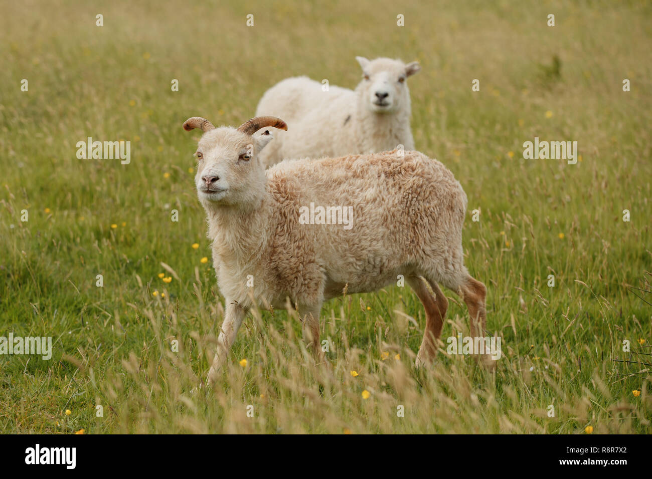 Die North Ronaldsay oder Orkney Schafe ist eine Rasse von North Ronaldsay, der nördlichsten Insel der Orkney, an der Nordküste von Schottland. Stockfoto