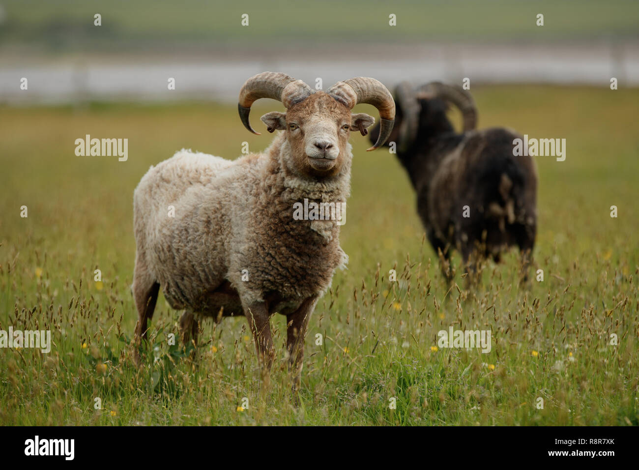 Die North Ronaldsay oder Orkney Schafe ist eine Rasse von North Ronaldsay, der nördlichsten Insel der Orkney, an der Nordküste von Schottland. Stockfoto
