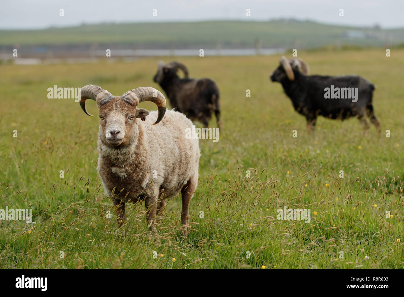 Die North Ronaldsay oder Orkney Schafe ist eine Rasse von North Ronaldsay, der nördlichsten Insel der Orkney, an der Nordküste von Schottland. Stockfoto