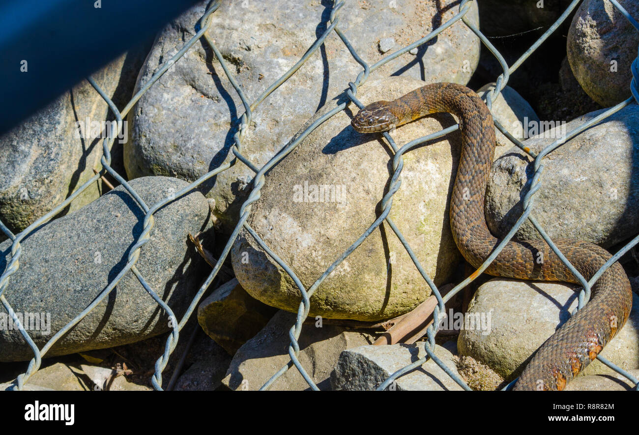 Northern Wasser Schlange (Nerodia sipedon) großes, nonvenomous, gemeinsame Schlange in der Familie Colubridae, aalt sich in der Sonne auf der drahtgebundenen Felsen. Stockfoto