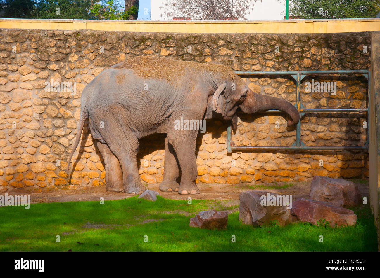 Großer Elefant das Öffnen der Tür, im zoo, im Herbst Stockfoto