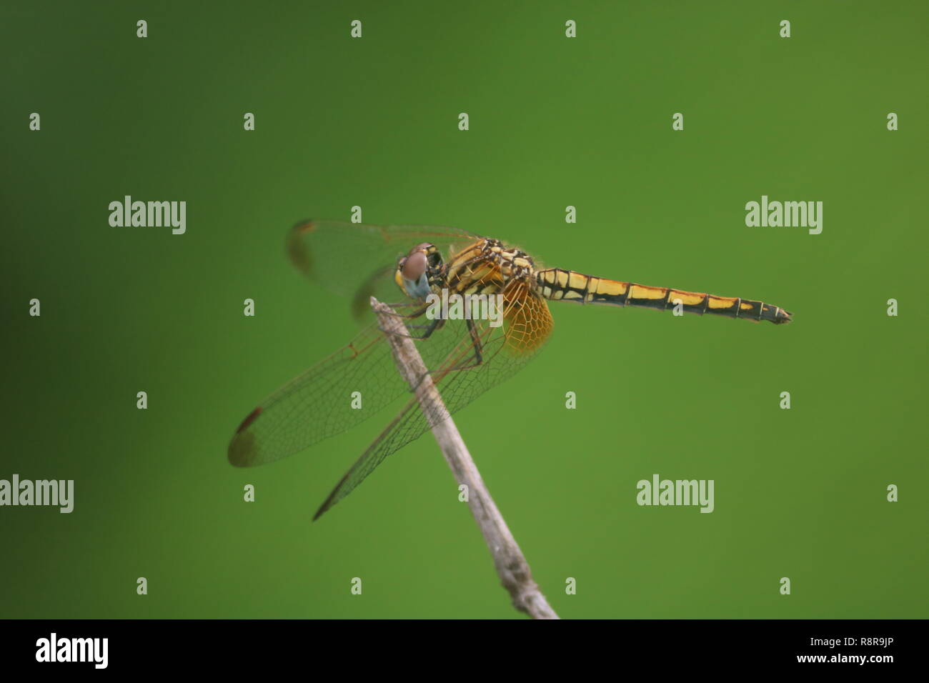 Eine schöne Libelle sitzt auf der Spitze der Gras, in dem es eine gelblich-gelben Hintergrund Stockfoto