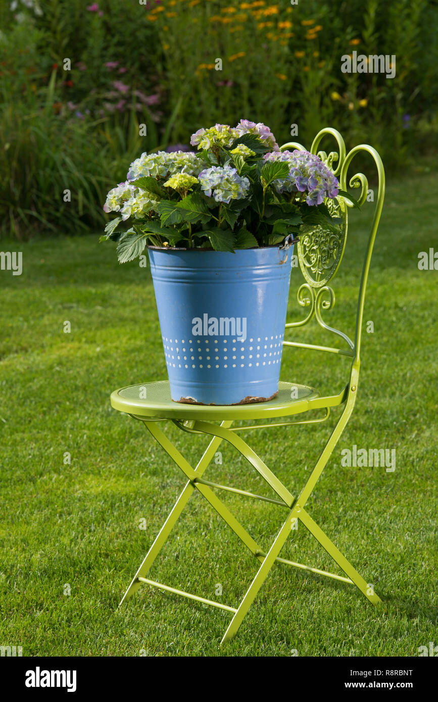 Blaue Hortensie Blumen in einem alten Emaille Schaufel in einem Garten Stockfoto