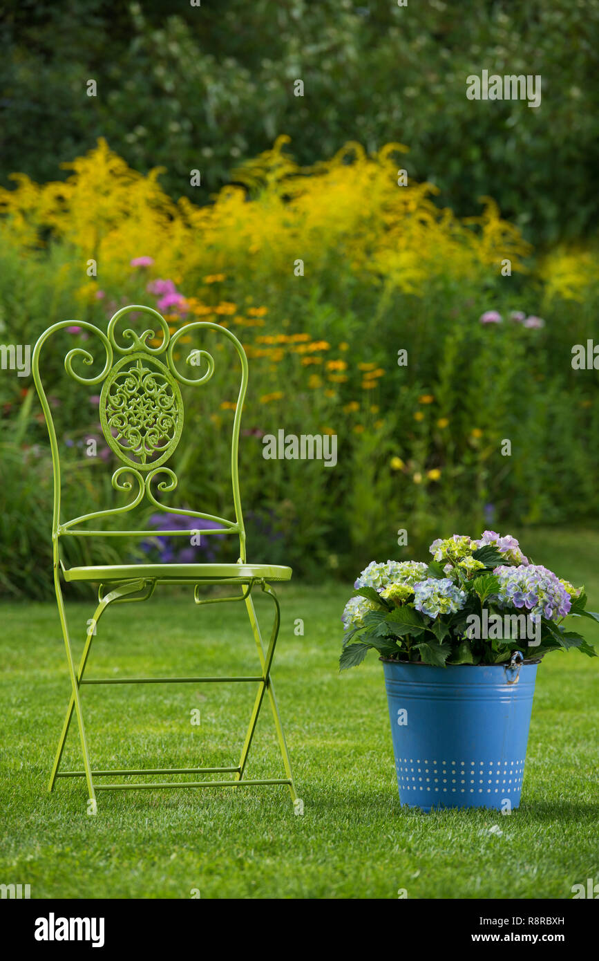 Blaue Hortensie Blumen in einem alten Emaille Schaufel in einem Garten Stockfoto