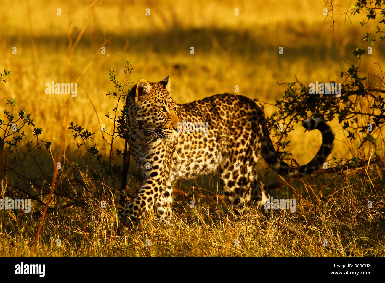 Leopard sind zu Hause auf einen Baum auf Afrikas Plains Stockfoto