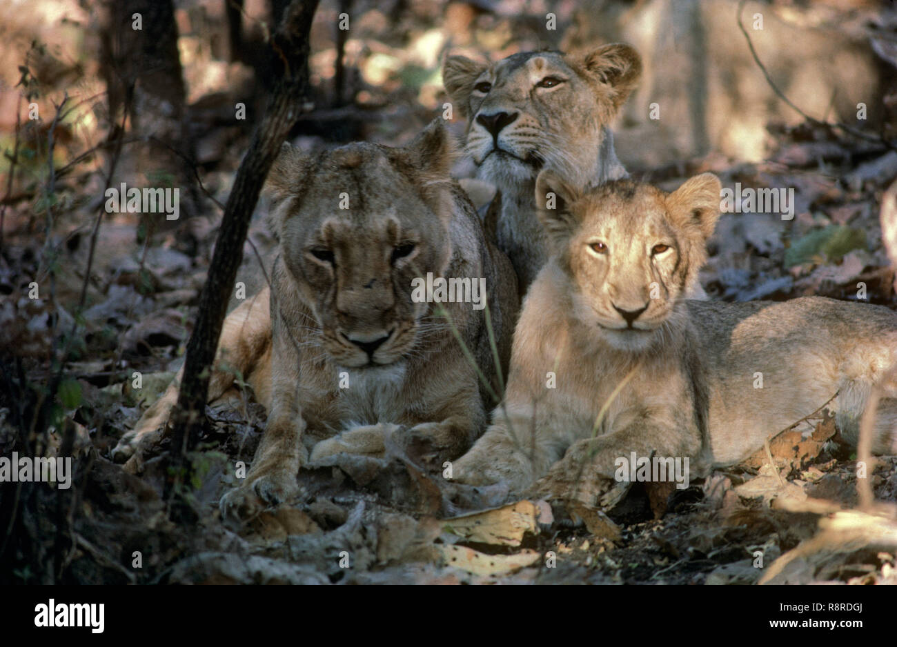 Löwen an sasangir Wald, Gujarat, Indien. Stockfoto