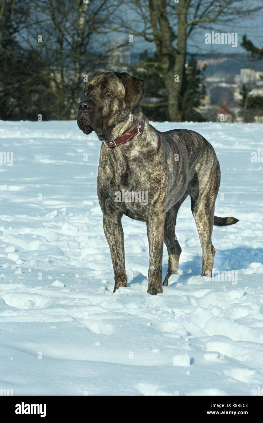 Cane Corso Stockfotografie Alamy
