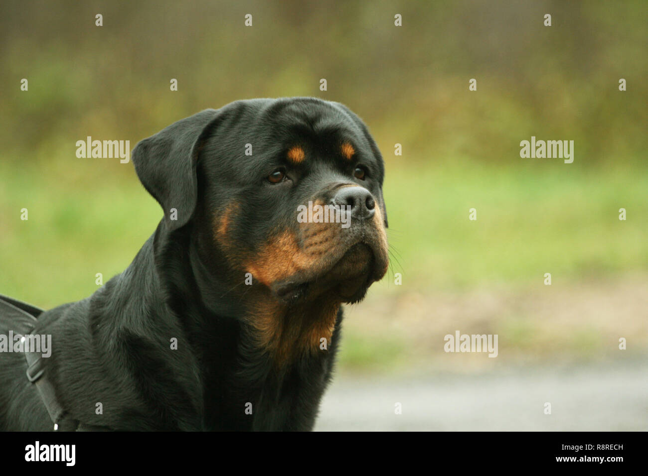 Cane Corso Stockfoto