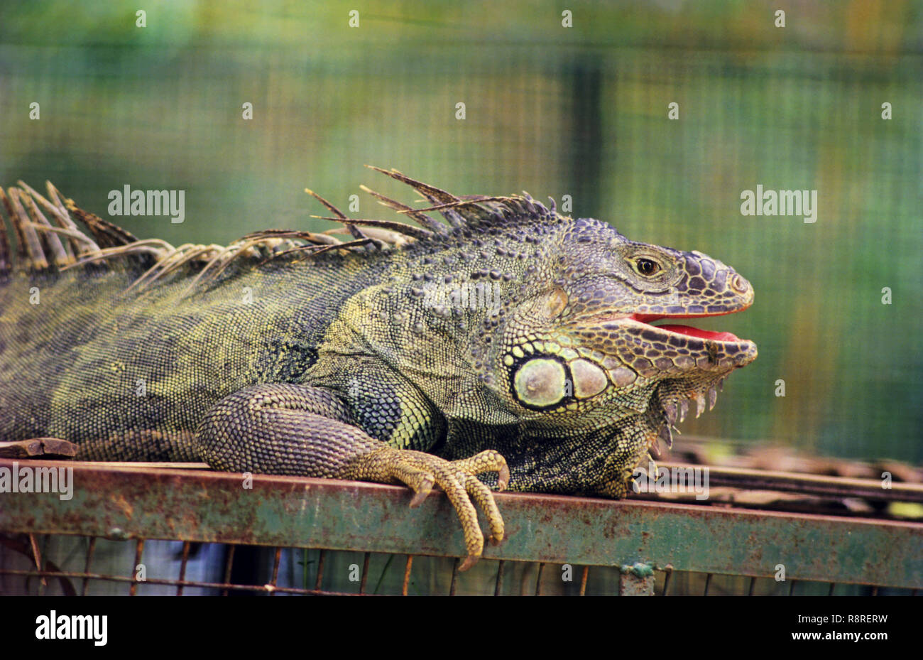 Reptilien, Leguan (Iguana iguana), bannerghatta National Park, Bangalore, Karnataka, Indien Stockfoto