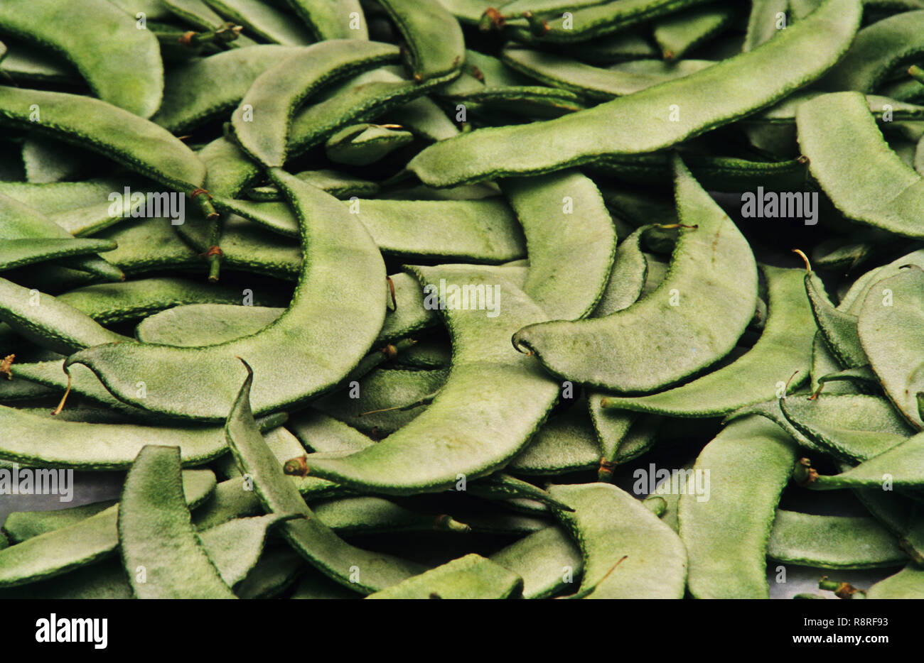 Gemüse - Ackerbohnen Stockfoto