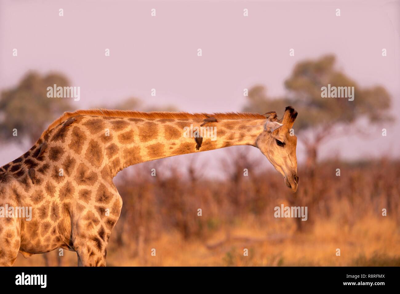 Botswana, Savuti Nationalpark, Northern Giraffe (Giraffa Camelopardalis), Erwachsene Stockfoto