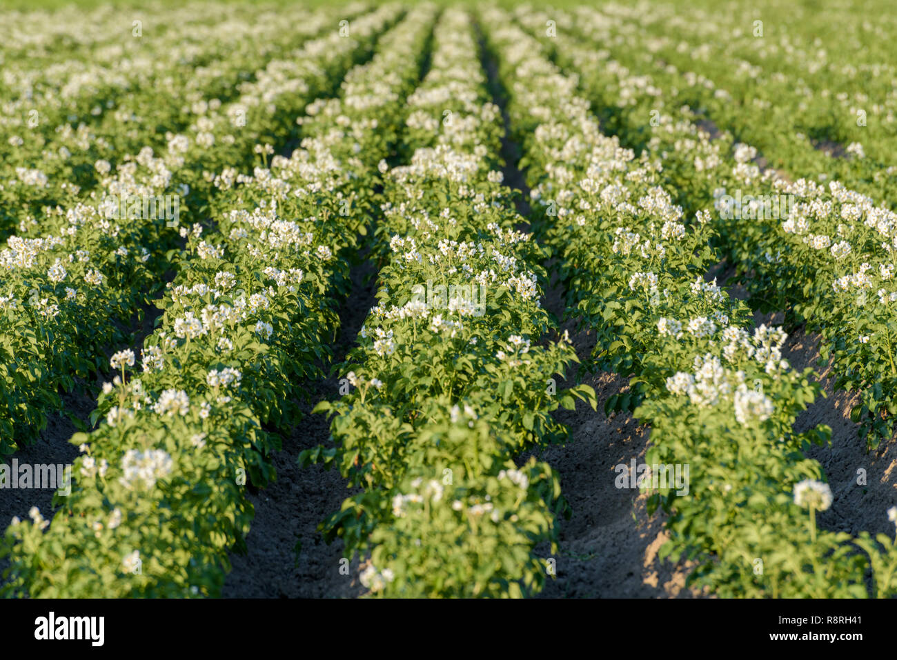 Ackerland mit üppig blühenden Pflanzen Kartoffel (Solanum tuberosum) wächst in den Zeilen im Sommer. Stockfoto