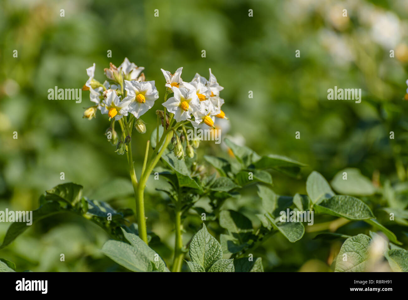 In der Nähe der weiß blühenden Kartoffel (Solanum tuberosum) wächst in einem Feld an einem sonnigen Tag im Sommer. Stockfoto