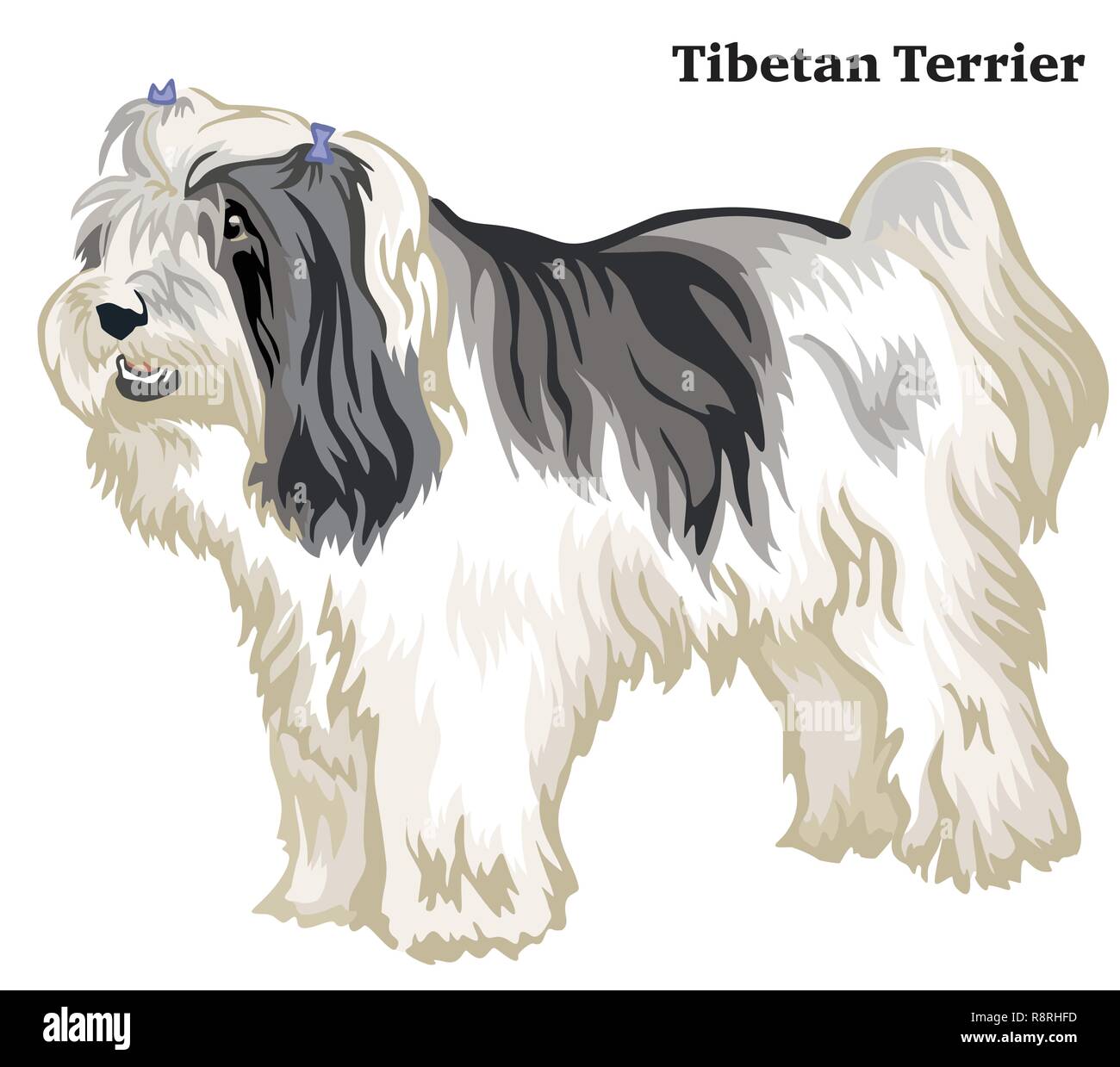 Portrait von ständigen im Profil hund Tibet Terrier, Vektor bunte Abbildung auf weißem Hintergrund Stock Vektor