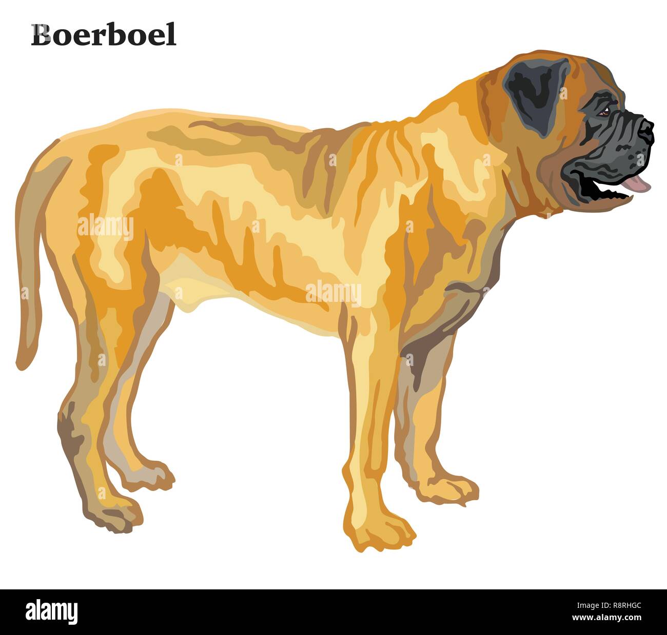 Portrait von ständigen im Profil Boerboel Hund, Vektor bunte Abbildung auf weißem Hintergrund Stock Vektor