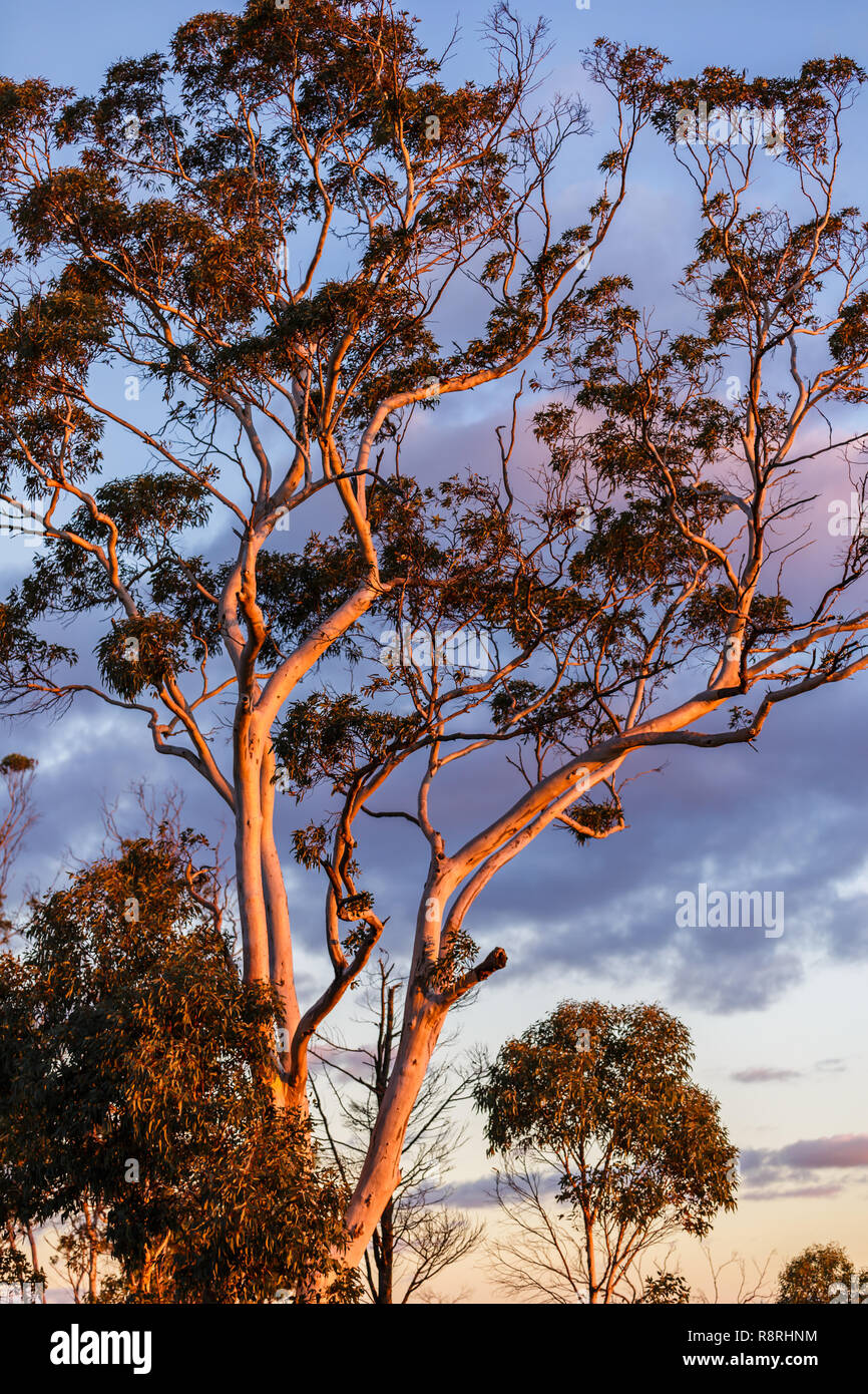 Baum im Abendlicht, Mt Dale, Western Australia Stockfoto