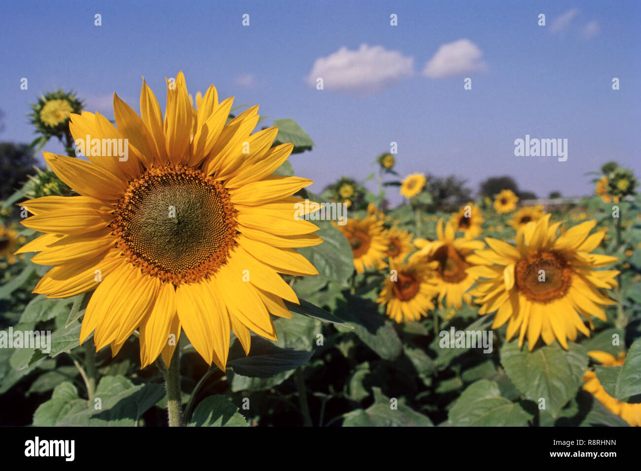 Sonnenblume (Helianthus annuus) im Feld Stockfoto