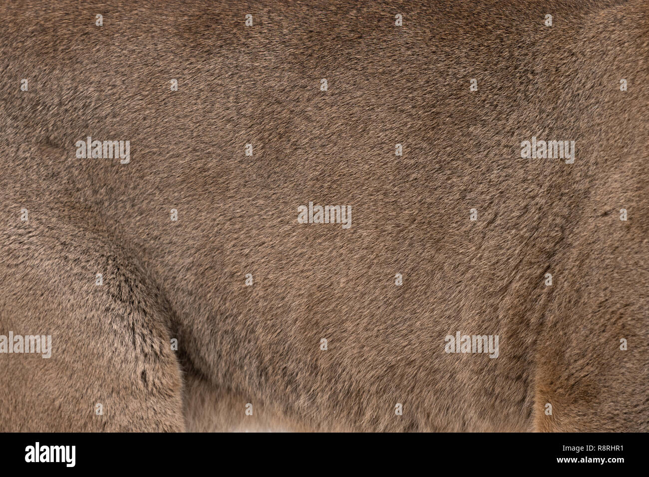 Mountain Lion Fell Hintergrund Textur Hintergrund Stockfoto