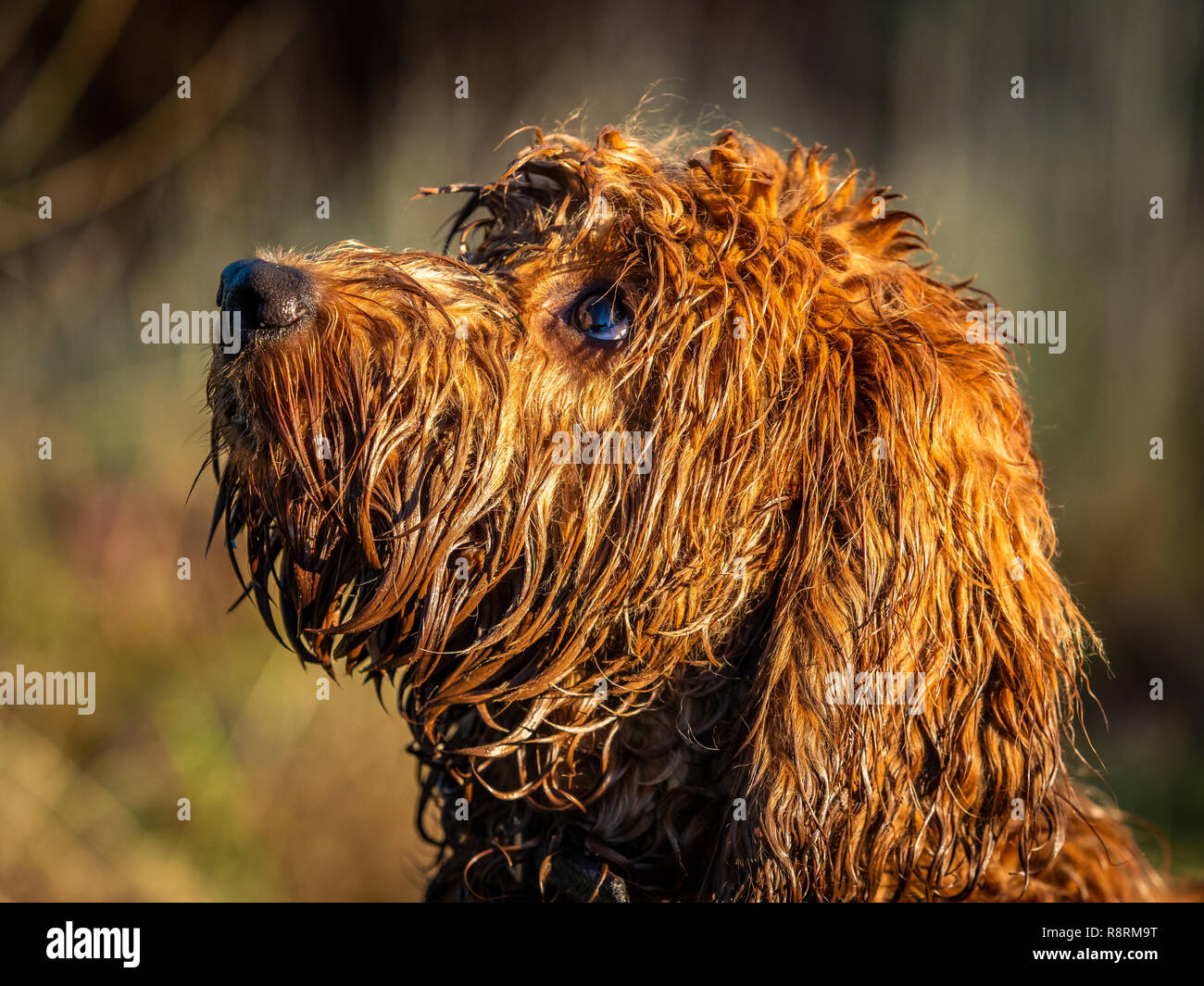 Rote Nase Welpe Stockfotos Und Bilder Kaufen Alamy