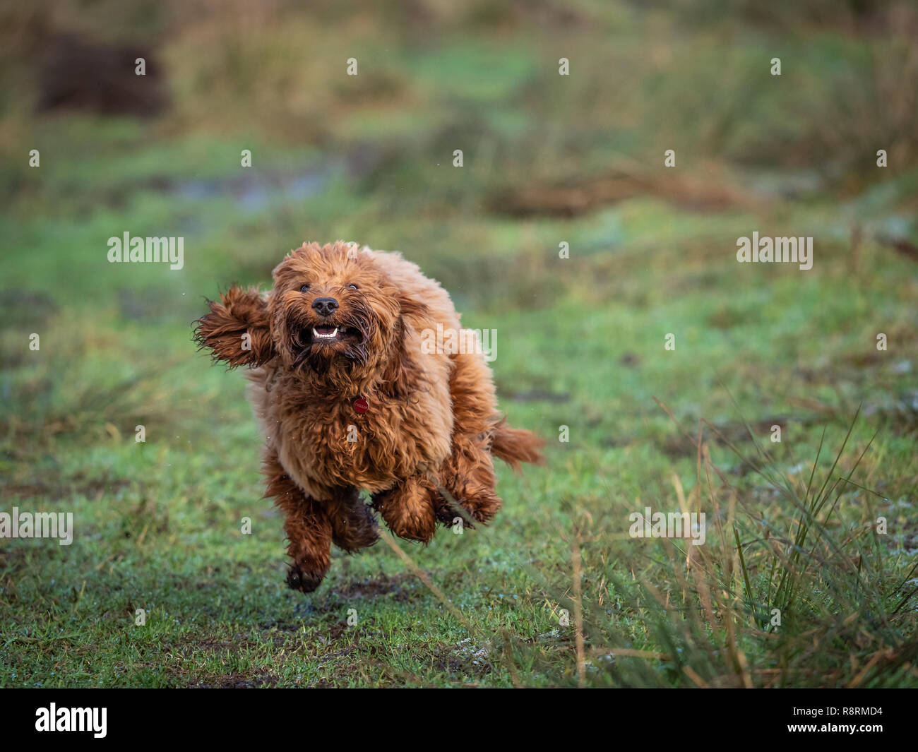 Eine junge Cockapoo Welpen laufen und spielen in einem Feld in einer kalten, frostigen Morgen Stockfoto