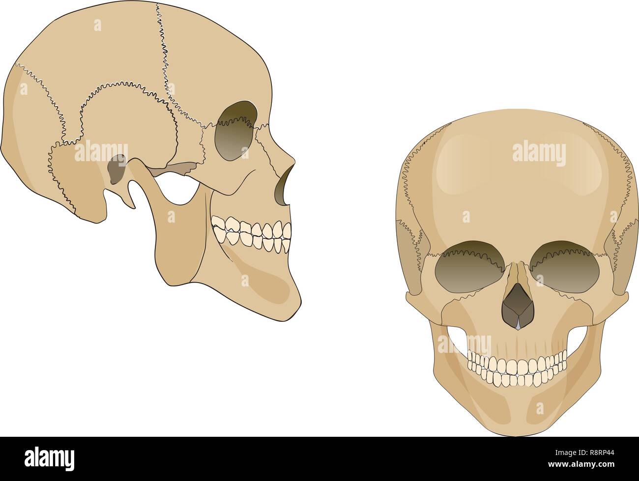 Vector Abbildung: Anatomie der Schädel Stock-Vektorgrafik - Alamy