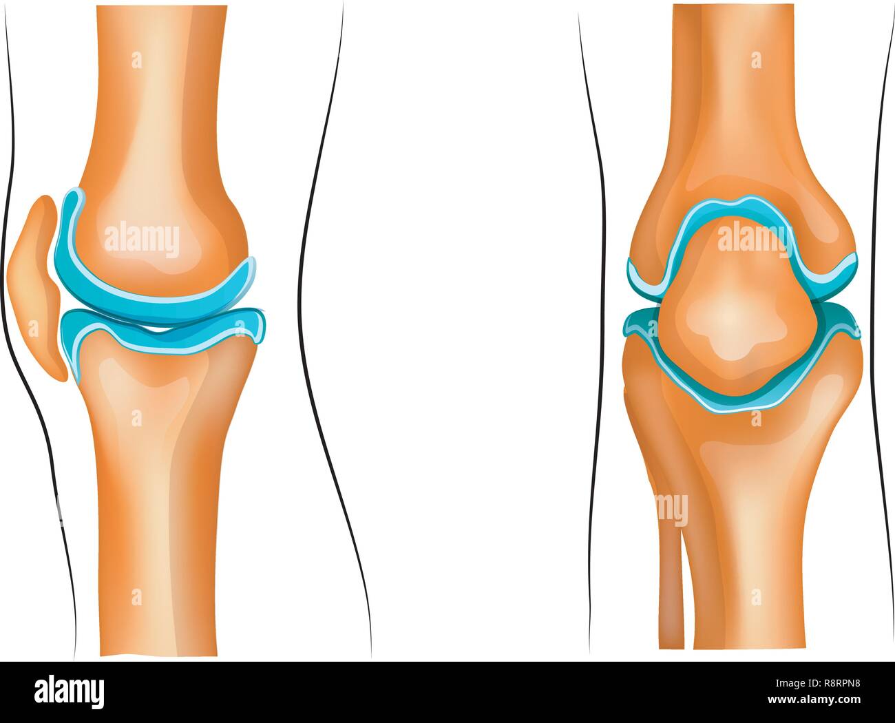 Vector Illustration eines gesunden Kniegelenk Stock Vektor