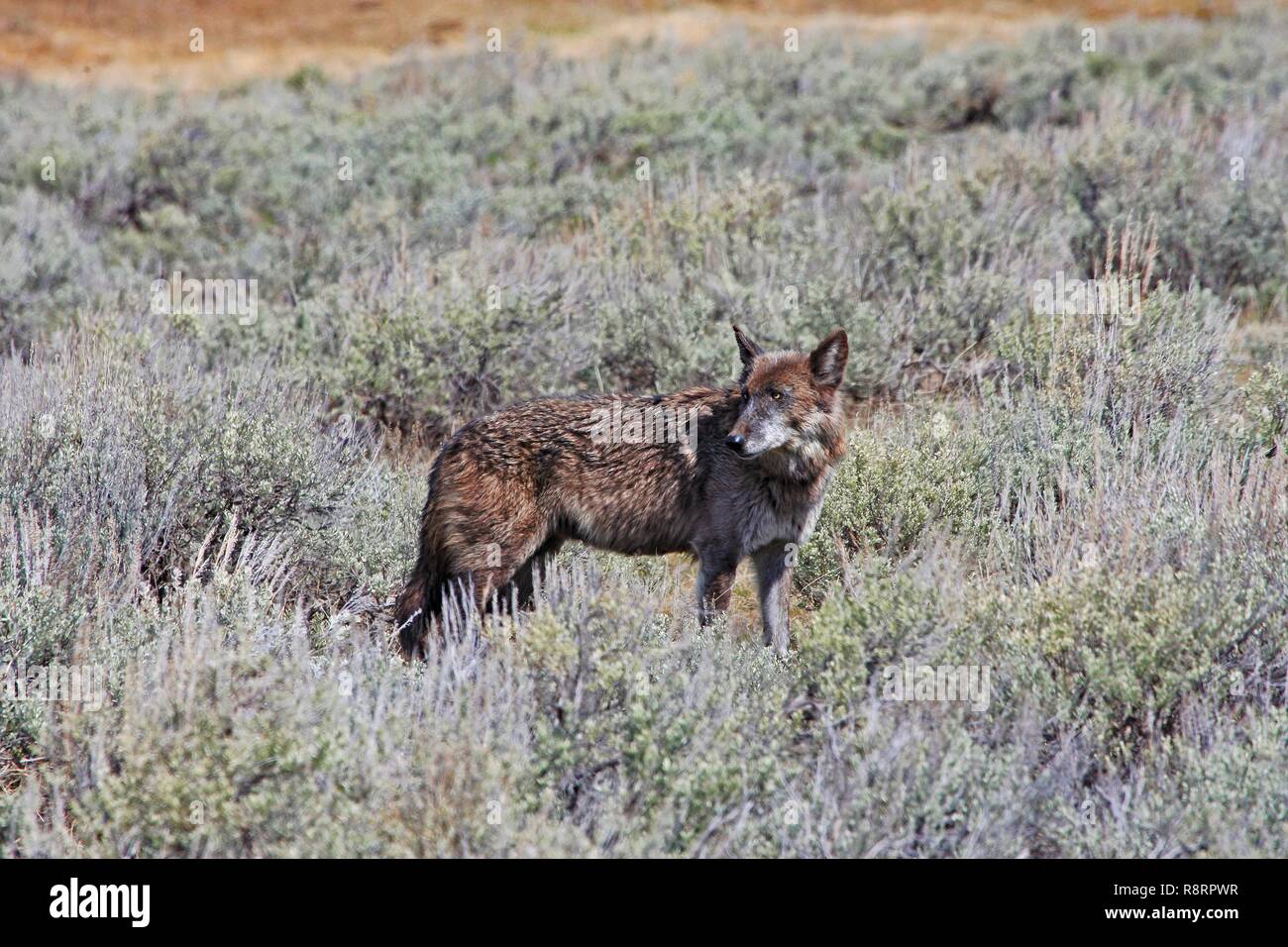 Das Alpha-weibchen graue Wölfe von Yellowstone National Park Canyon pack, bekannt als 926 W für Forscher und Spitfire für die Öffentlichkeit, jagt in der Salbei Pinsel des Lamar Valley Mai 5, 2018 in Yellowstone National Park, Montana. Spitfire erschossen wurde und außerhalb der Parkgrenzen durch Jäger am 4. Dezember 2018 getötet. Stockfoto