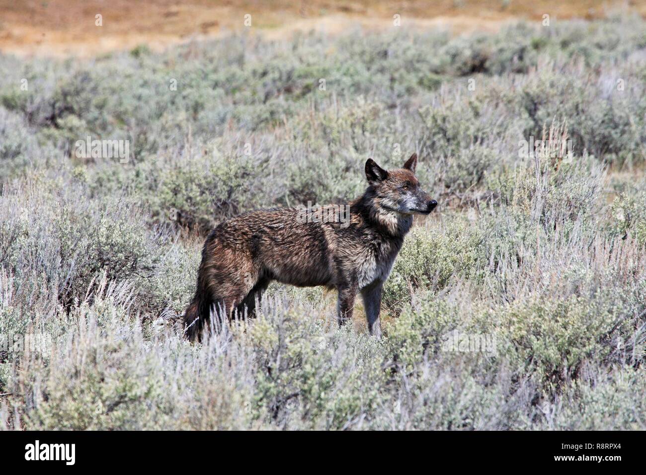 Das Alpha-weibchen graue Wölfe von Yellowstone National Park Canyon pack, bekannt als 926 W für ...