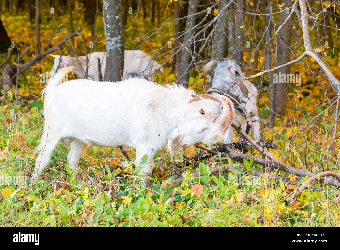 Ziegen scratch ihre Hörner in den Wald. Stockfoto