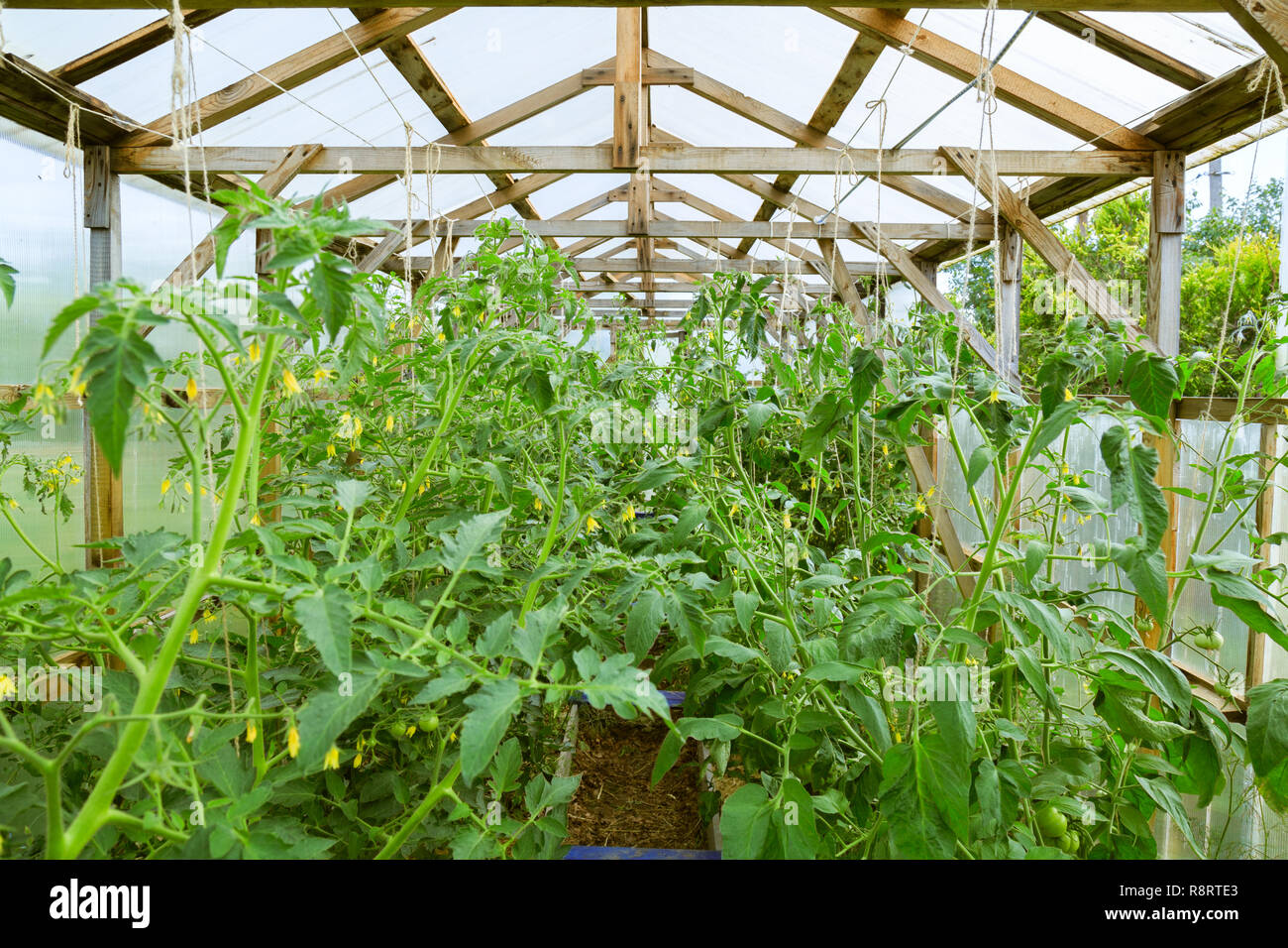 Tomaten in einem Gewächshaus aus Polycarbonat. Stockfoto