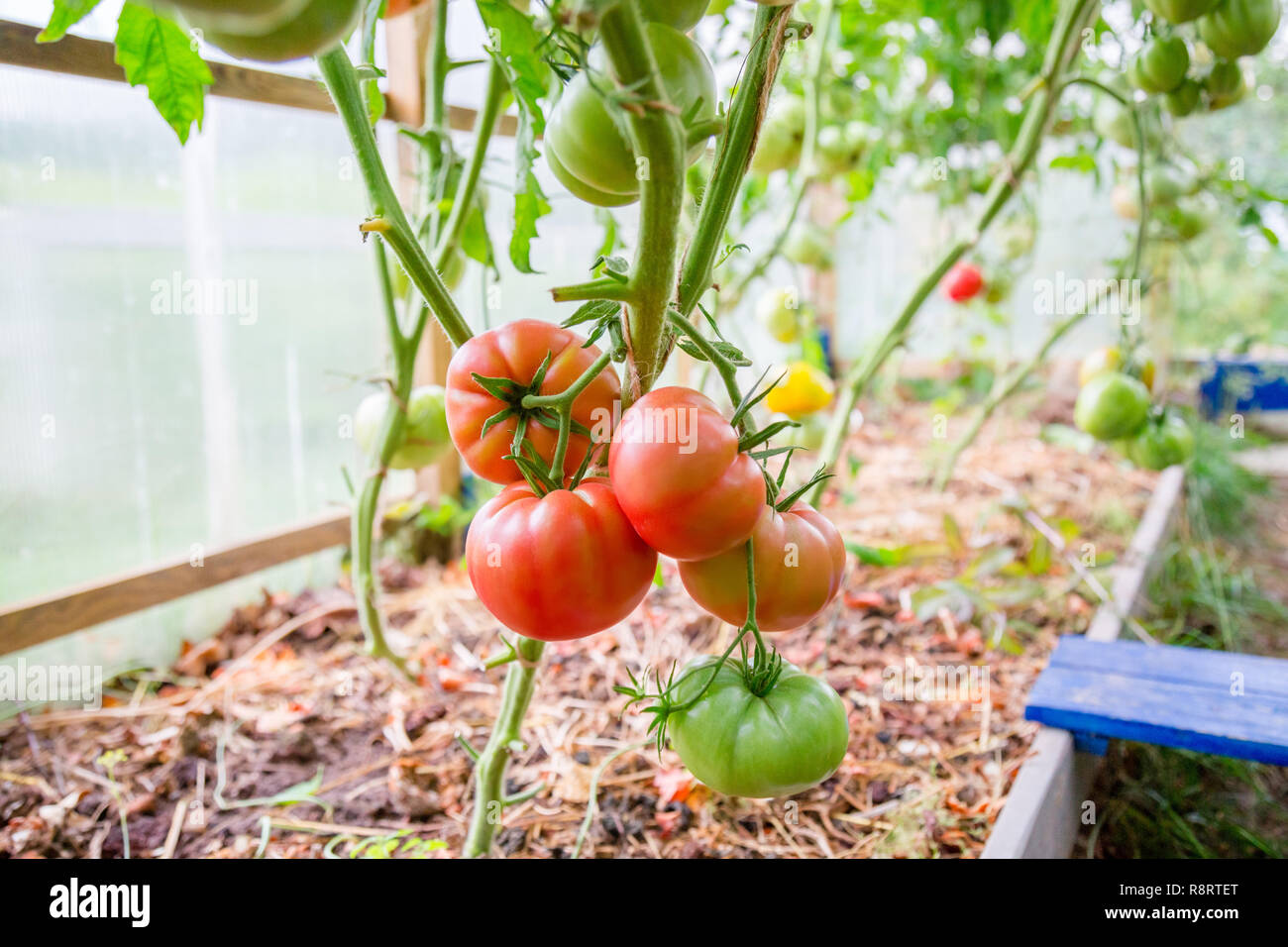 Rote reife Tomaten hängen an einem Zweig. Nahaufnahme. Stockfoto